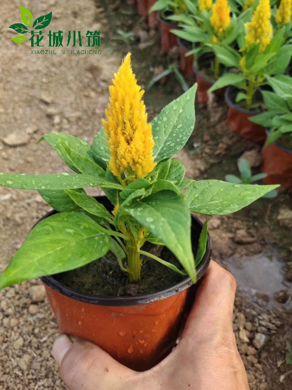 雞冠花